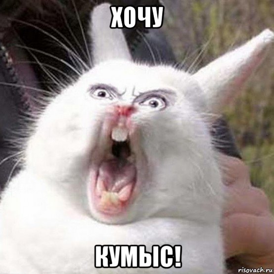 хочу кумыс!