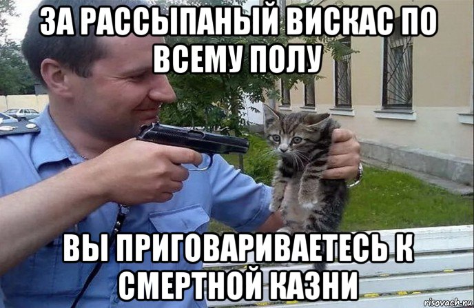 за рассыпаный вискас по всему полу вы приговариваетесь к смертной казни, Мем Мент и котенок