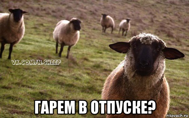  гарем в отпуске?