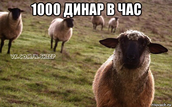 1000 динар в час 