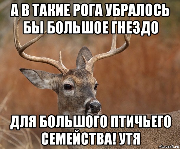 а в такие рога убралось бы большое гнездо для большого птичьего семейства! утя