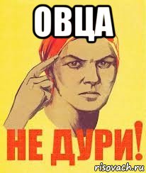 овца 