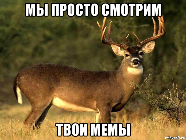 мы просто смотрим твои мемы
