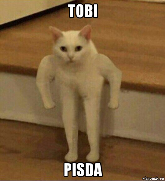 tobi pisda, Мем  Полукот