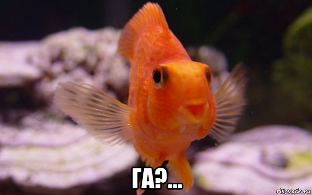  га?...