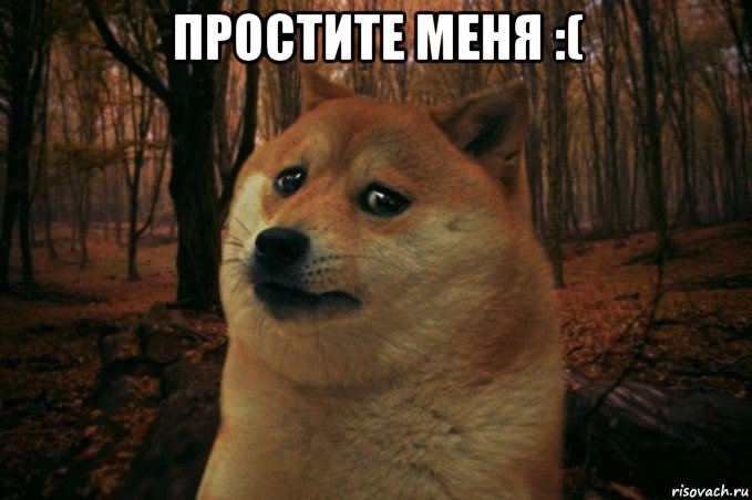 простите меня :( , Мем SAD DOGE