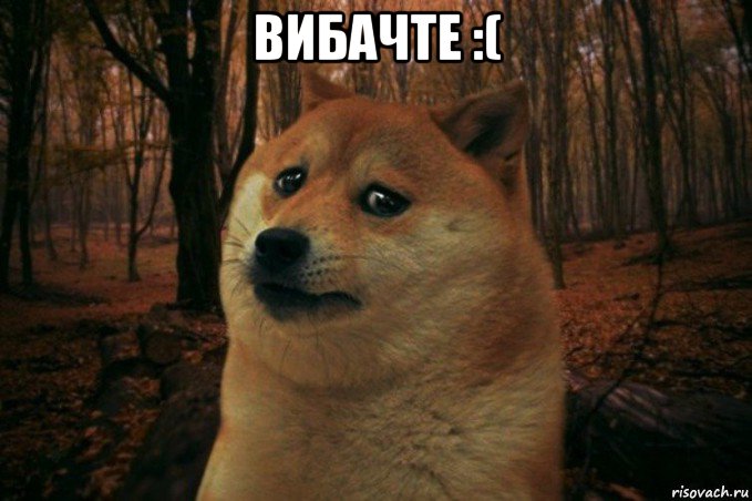 вибачте :( , Мем SAD DOGE