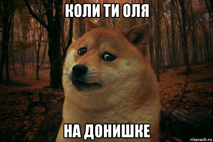 коли ти оля на донишке, Мем SAD DOGE