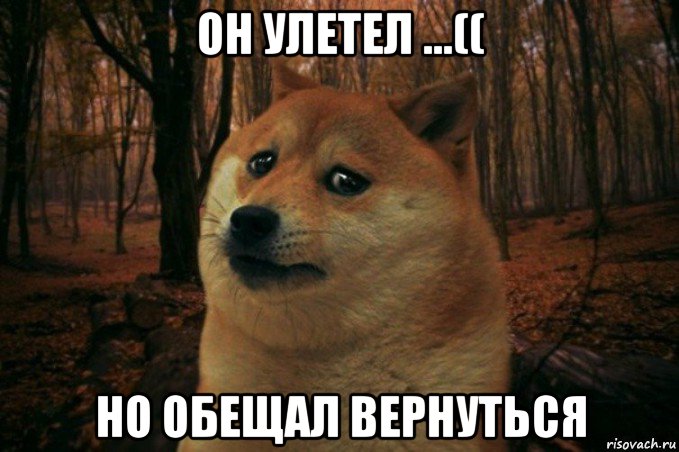 он улетел ...(( но обещал вернуться, Мем SAD DOGE