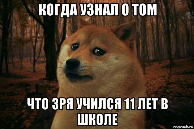 когда узнал о том что зря учился 11 лет в школе, Мем SAD DOGE