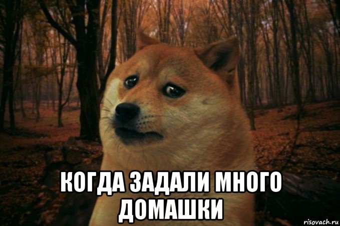  когда задали много домашки, Мем SAD DOGE