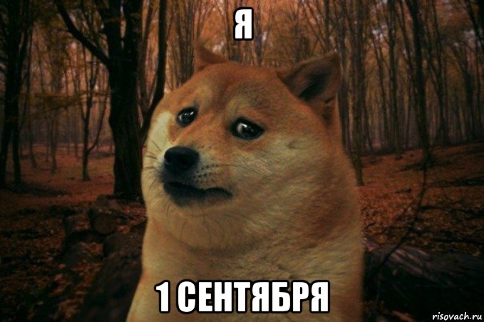 я 1 сентября, Мем SAD DOGE