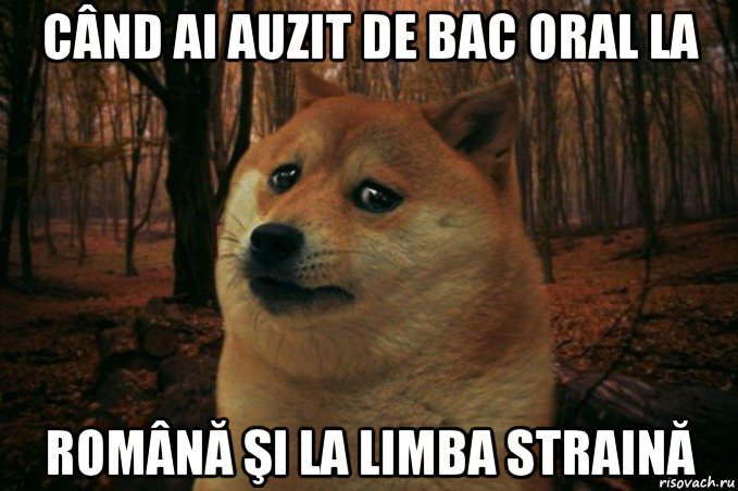 când ai auzit de bac oral la română şi la limba straină, Мем SAD DOGE