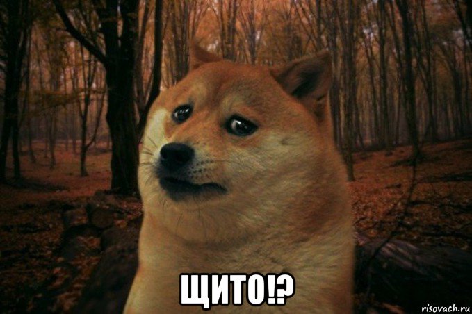  щито!?, Мем SAD DOGE