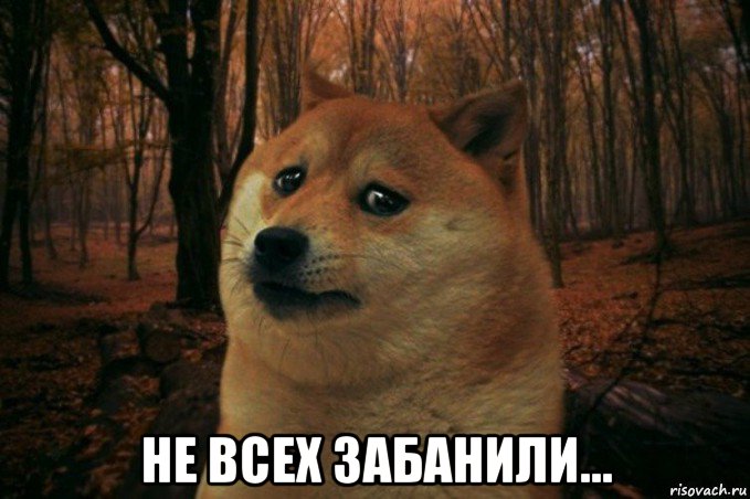  не всех забанили..., Мем SAD DOGE