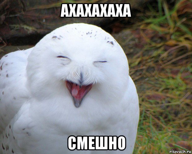 ахахахаха смешно, Мем Смешная сова