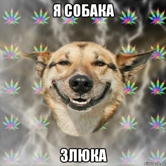 я собака злюка