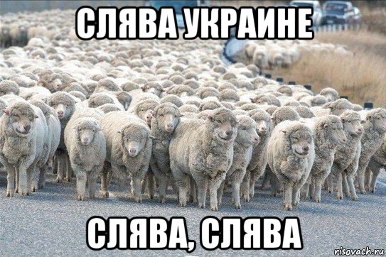 слява украине слява, слява, Мем стадо овец