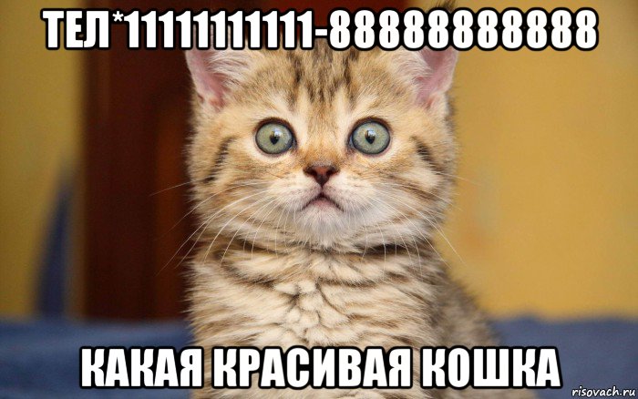 тел*11111111111-88888888888 какая красивая кошка, Мем  удивление