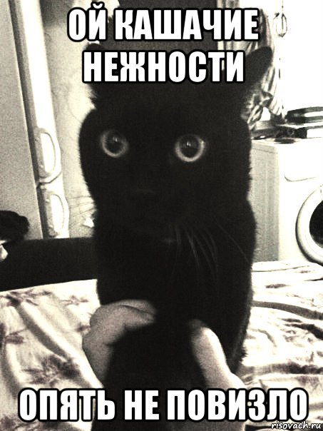 ой кашачие нежности опять не повизло, Мем упоротый кот