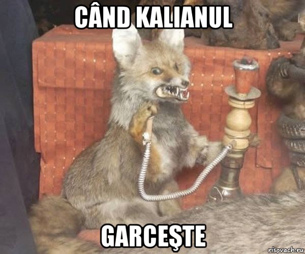 când kalianul garceşte