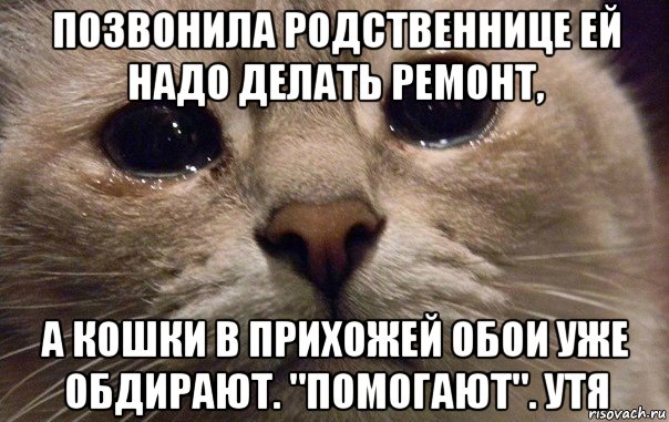 позвонила родственнице ей надо делать ремонт, а кошки в прихожей обои уже обдирают. "помогают". утя, Мем   В мире грустит один котик