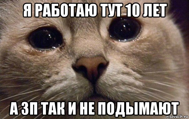 я работаю тут 10 лет а зп так и не подымают, Мем   В мире грустит один котик