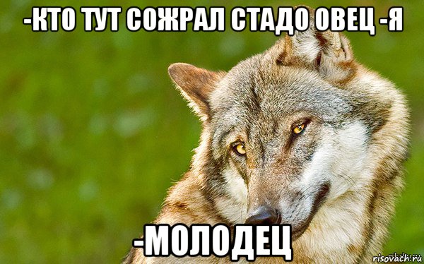 -кто тут сожрал стадо овец -я -молодец, Мем   Volf