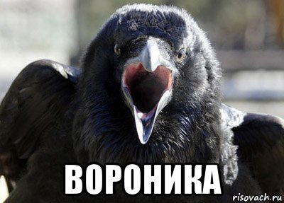  вороника, Мем ворона