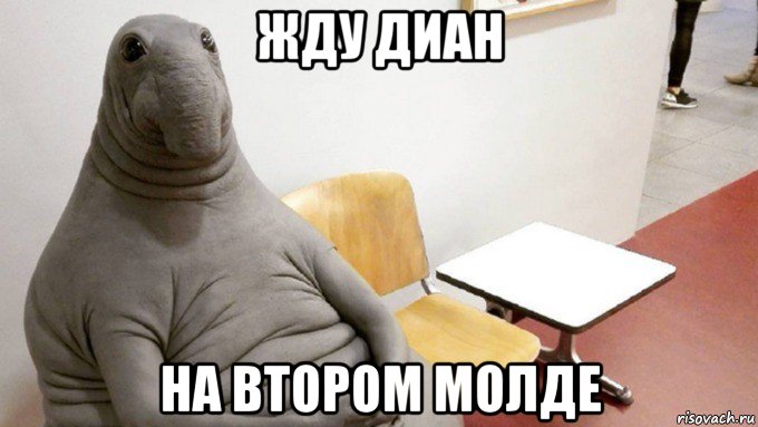 жду диан на втором молде