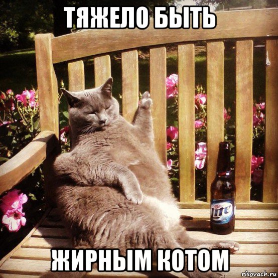 тяжело быть жирным котом