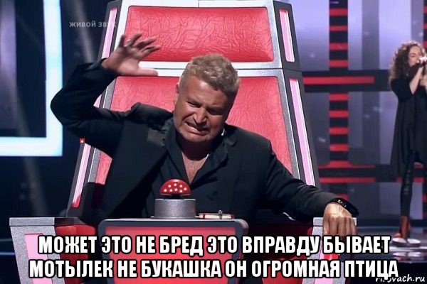  может это не бред это вправду бывает мотылек не букашка он огромная птица