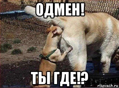 одмен! ты где!?