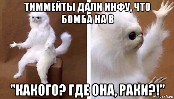 тиммейты дали инфу, что бомба на в "какого? где она, раки?!", Мем Чучело кота