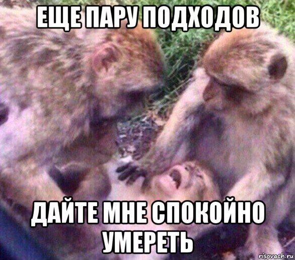 еще пару подходов дайте мне спокойно умереть, Мем Дайте мне спокойно умереть