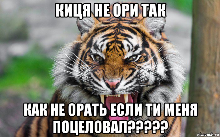 киця не ори так как не орать если ти меня поцеловал?????, Мем ДЕРЗКИЙ ТИГР