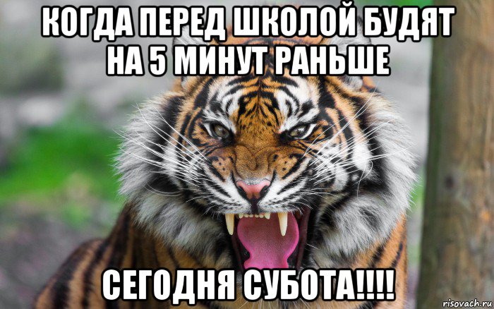 когда перед школой будят на 5 минут раньше сегодня субота!!!!, Мем ДЕРЗКИЙ ТИГР