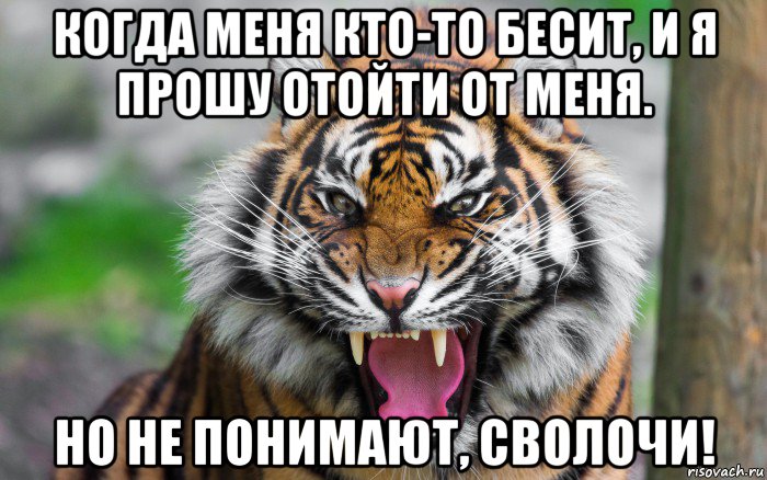 когда меня кто-то бесит, и я прошу отойти от меня. но не понимают, сволочи!, Мем ДЕРЗКИЙ ТИГР