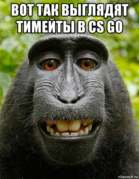 вот так выглядят тимейты в cs go , Мем  Довольная обезьяна