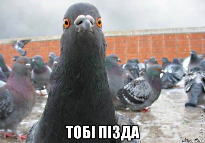  тобi пiзда