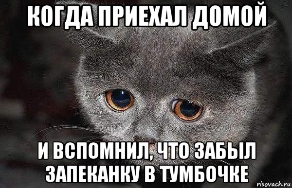 когда приехал домой и вспомнил, что забыл запеканку в тумбочке, Мем  Грустный кот