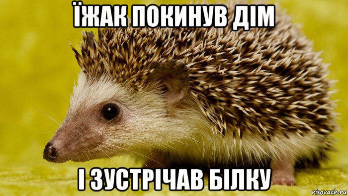 їжак покинув дім і зустрічав білку