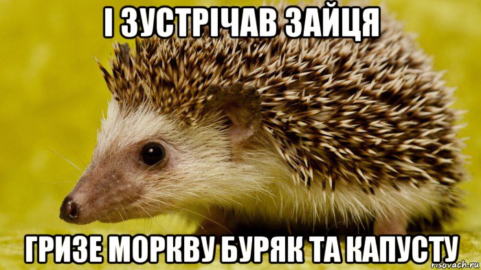 і зустрічав зайця гризе моркву буряк та капусту
