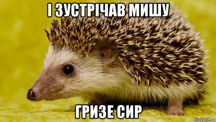 і зустрічав мишу гризе сир