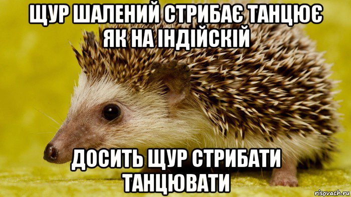 щур шалений стрибає танцює як на індійскій досить щур стрибати танцювати