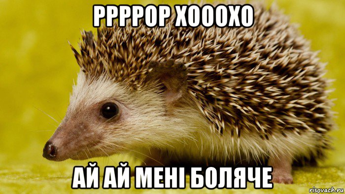 ррррор хооохо ай ай мені боляче, Мем Їжак