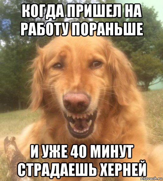 когда пришел на работу пораньше и уже 40 минут страдаешь херней, Мем   Когда увидел что соседского кота отнесли в чебуречную