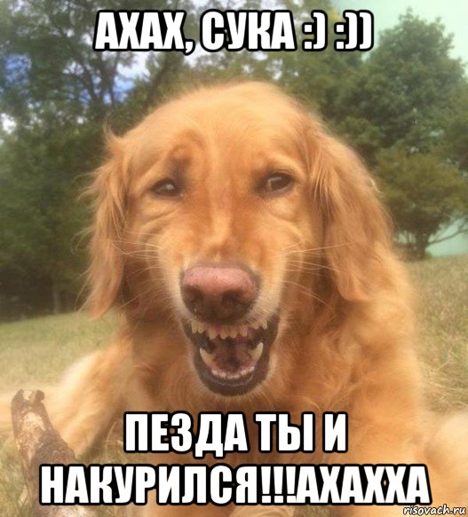 ахах, сука :) :)) пезда ты и накурился!!!ахахха, Мем   Когда увидел что соседского кота отнесли в чебуречную