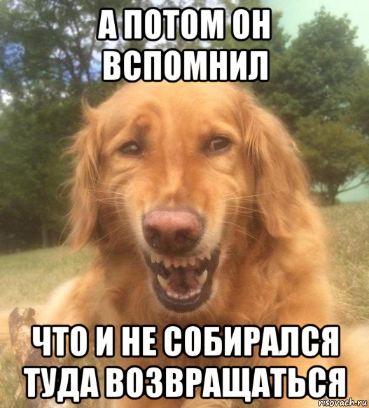 а потом он вспомнил что и не собирался туда возвращаться, Мем   Когда увидел что соседского кота отнесли в чебуречную