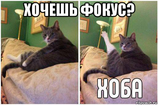 хочешь фокус? , Комикс Кот Хоба